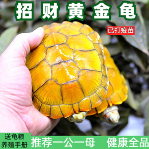 招财黄金龟招财龟小乌龟活体活物稀有龟风水龟水龟宠物龟巴西龟苗
