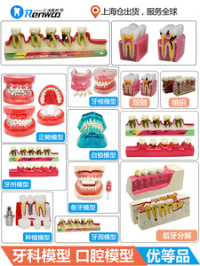 牙齿模型 口腔模型 牙科标准牙模 牙模型 教学假牙带神经医患沟通