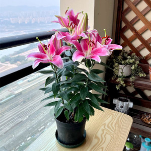 香水百合花盆栽室内阳台花卉开花有香味好养绿植客厅阳台植物鲜花