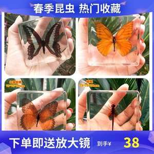 幼儿园教学儿童玩具动物真昆虫标本蝴蝶树脂标本琥珀摆件蜻蜓书镇