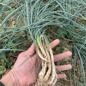 河源自种农家菜茭头茭白露天种植当季蔬菜新鲜河水浇灌