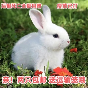 小兔子活物肉兔宠物兔活苗大型家兔家养幼崽小白兔可选一对公母