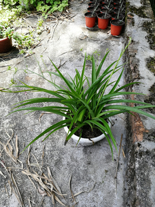 绿叶吊兰 青叶吊兰 观叶植物 室内桌面盆栽绿植 吸甲醛净化空气