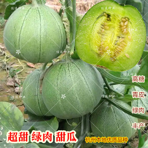 超甜青皮绿肉甜瓜种子 绿甜宝种籽孑 杭州本地优质瓜果籽种超好吃