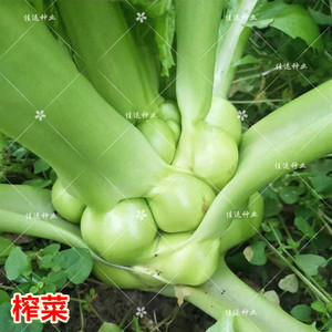 四川特大榨菜种子 北方芥菜疙瘩腌制咸菜 棱角菜 青菜头 羊角菜籽
