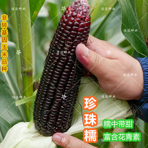 国审黑色珍珠糯8号玉米种子 黑紫甜糯玉米种籽孑大棒水果玉米春季