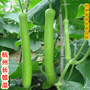 杭州长瓜种子 夜开花蒲瓜瓠子瓜长瓠瓜高产葫芦 春季播种蔬菜种籽