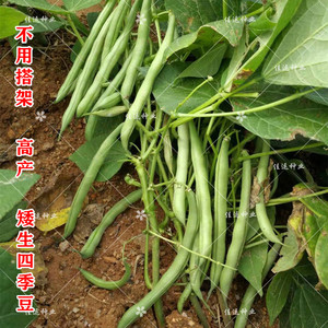 地豆王种子 矮生无架四季豆种子 芸豆菜豆刀豆宽荚肉厚无纤维早熟