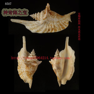 海螺贝壳（所见即所得）13.6CM  雄鸡凤凰螺  标本收藏  8507