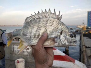 活冻黄翅鱼海捕黄鳍鲷赤尾鱼黄脚立鱼海鲜水产生鲜海鱼黄鲷鱼