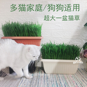 多猫家庭请入 猫草盆超大号麦草种子营养土种植套装狗狗小麦草