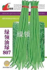 南京绿领种业 油绿青豇豆种子 油绿807长豆角种子长豇豆种子200克
