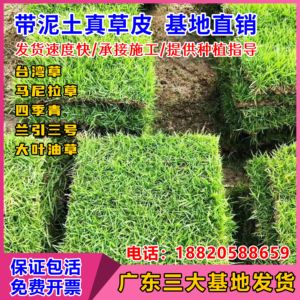 带泥土真草坪草皮铺垫绿化户外真草带土台湾草别墅庭院花园四季青