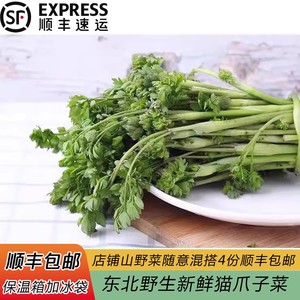 东北新鲜野生山野菜猫爪子蘸酱菜250g四份顺丰航空包邮辽宁发货