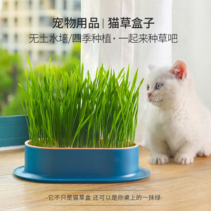 猫零食透明猫盆栽水培猫草自种室内绿植即食小麦种子幼猫宠物零食