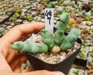 cute肉植  实生丘栖大戟 B8  块根  多肉植物 一物一拍