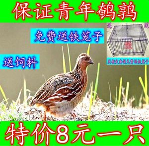 天天下蛋鹌鹑活苗繁殖鹌鹑活物鹑鸡活体家养小鸡苗阳台可养宠物鹌