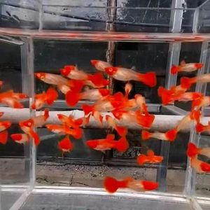 鸿运当头孔雀鱼热带鱼红头鱼精品孔雀鱼纯种高端双分水