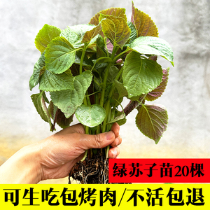 韩国苏子叶苗20棵带土球发包烤肉新鲜食用泡菜绿苏子苗香草盆1