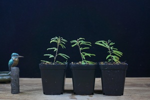 合欢盆栽 合欢盆栽品牌 价格 阿里巴巴