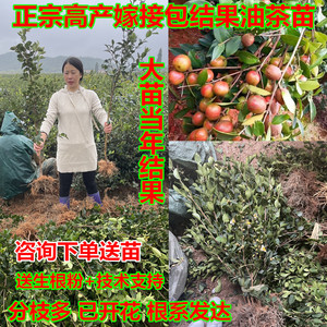 江西高产嫁接油茶苗良种油茶树苗矮化茶籽树苗长林系红皮大果白花