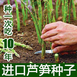 优质芦笋种子美国进口水果蔬菜之王阳台庭院四季种子保健减肥蔬菜