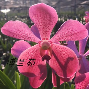盆栽大 中型 万代兰属 千代兰 仙蒂 大花 阿里巴巴找货神器