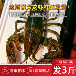 波斯顿大龙虾活波龙小巨型鲜活发货到货保鲜不包活海鲜新鲜海虾
