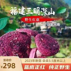 新货特级！特级！福建三明野生正宗蓝底正红菇特产干货250g包邮