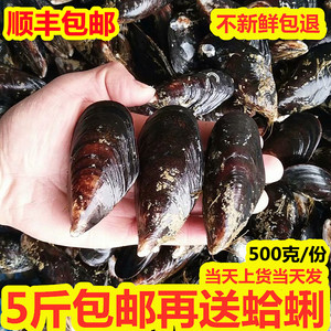 海鲜鲜活青口贝新鲜大青口大海虹淡菜海捕青口贝贻贝海鲜水产烧烤