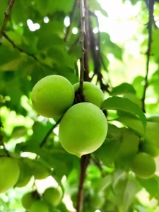 云南福建永泰青梅制作梅子青梅酵素新鲜当季水果现摘现发果园5斤