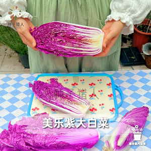 种子猎人美乐紫大白菜进口种子家庭四季小菜园盆栽泡菜紫色大白菜