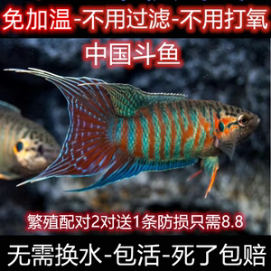 中国斗鱼活鱼热带普叉小型冷水观赏鱼淡水好养耐活不需换水的鱼苗