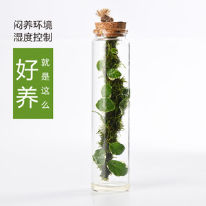【闷养瓶】花叶薛荔植物生态微景观直筒玻璃花瓶室内懒人解压景观