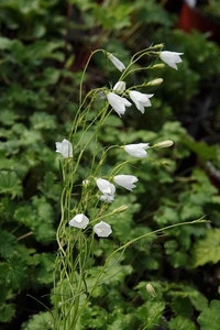 【苗 】苏格兰圆叶 风铃草 蓝 白 Campanula rotundifolia 紫蕊苑