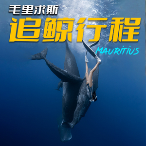 包船出海毛里求斯追鲸 追鲸一天游 水下摄影 自由潜水拍摄 海豚湾