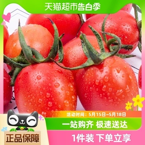 丛林千味酸甜现摘生吃水果西红柿小番茄5斤现摘蔬菜千禧番茄