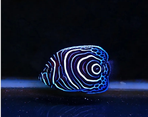 轩然水族 海水生物 海水鱼 神仙鱼类 蓝圈（皇后幼鱼）