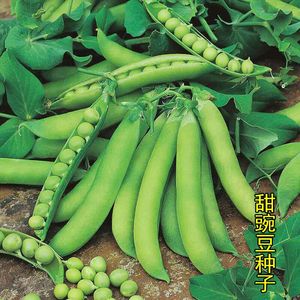 好吃豌豆荷兰豆种籽种子苗四季甜蔬菜种籽孑籽种莱蚕豆菜籽尖碗豆