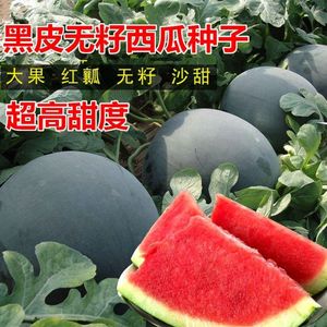 爱花二号黑皮超大无籽西瓜甜瓜盆栽蔬菜种子四季水果大果种籽孑苗
