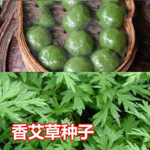 香艾草种子中药芳香扑鼻 驱蚊泡茶艾灸四季春季盆栽蔬菜种子籽孑