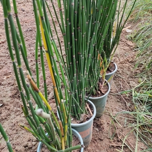 木贼草种苗东北耐寒中药材植物四季常绿挫草庭院书房新奇新鲜绿植