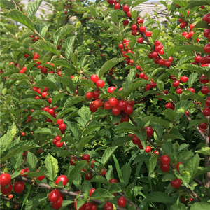 东北山樱桃种子种苗可食用毛樱桃山野果树苗庭院盆栽观赏四季易活