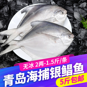青岛大银鲳鱼新鲜冷冻海鲜鲜活海鱼小鲳鱼昌鱼平鱼鲳鳊鱼晶鱼 5斤