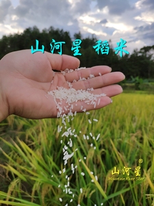 宁化河龙梯田贡米福建优质大米农家自产稻米新米5斤长粒玉针香米