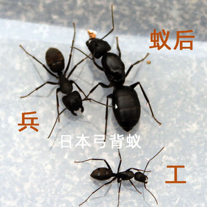 蚂蚁工坊山庄真正脱翅产卵蚁后城堡专用日本弓背蚁后群宠物活体