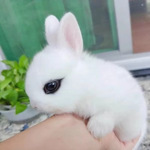小型宠物兔侏儒兔活物怀孕母兔网红迷你兔长不大折耳垂耳兔活体