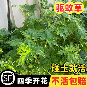 驱蚊草种籽庭院室外香草种子海洋之露四季播种常青阳台盆栽驱蚊香