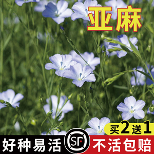 蓝花亚麻籽花种子盆栽花卉种子阳台庭院花种子兰花蓝亚麻花籽花海