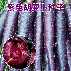 紫色胡萝卜种籽子水果萝卜大全种子四季蔬菜孑阳台盆栽黑色胡罗卜